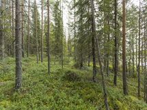 Rovaniemi-Karjalanjärvi