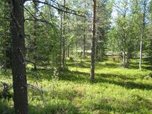 Sodankylä, Luosto Orresokka