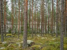 Mäntyharju, Korpijärvi