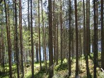 Suomussalmi, Kaunisniemi-Merkkivirta