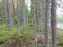 Kajaani, Laakajärvi, Metsäkukantie