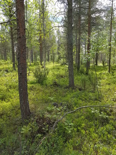 Tontti, 1 000 m², Sodankylä - Näkymä 4