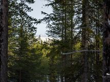 Ruka näkyy puiden välistä