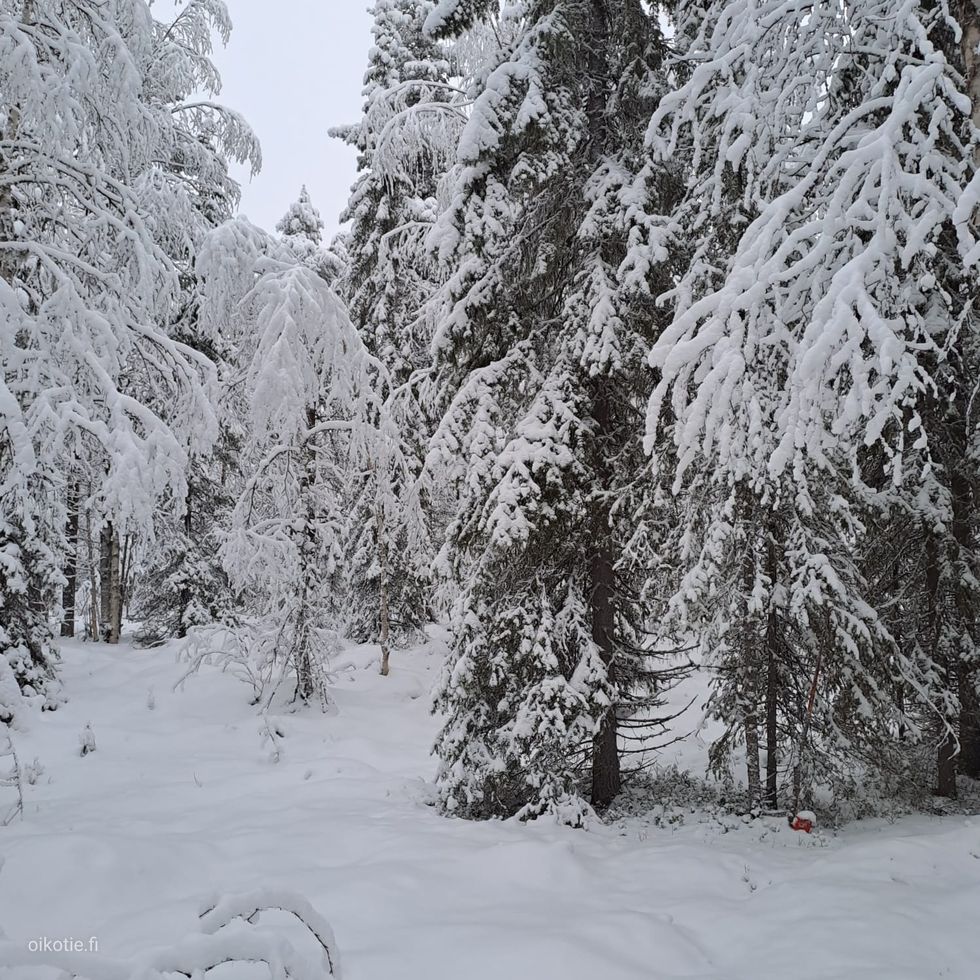 Kohdekuva