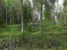 Varkaus, Miehalanjärvi, Sopalanniemenkuja