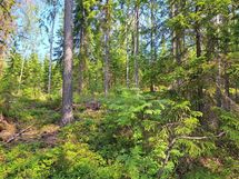 Heinävesi, Suuri Humalajärvi