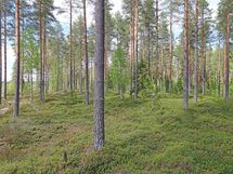 Saarijärvi, Iso-Renkanen