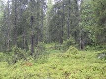 Salla, Sallatunturi, Metsäpolku