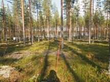 Lieksa, Hämeenjärvi, Hämeensuo