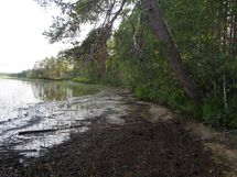 Lieksa, Hämeenjärvi, Hämeensuo