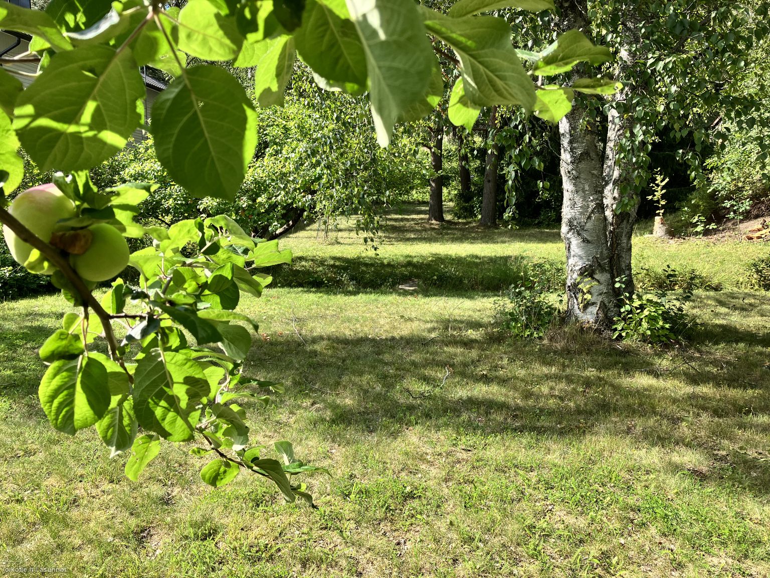 asunnot.oikotie.fi