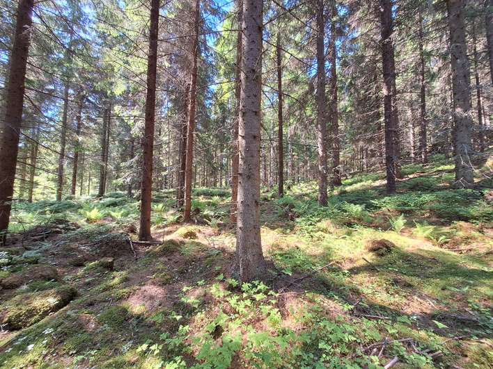 Tontti, 12,51 ha, Simpele