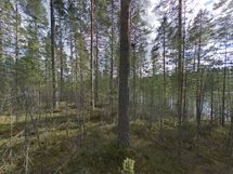 7-1 Saunalahti keskiosaa