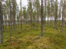 Rovaniemi-Venejärvi
