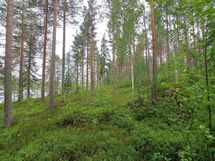 Kaavi, Rauvanlampi