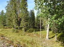 Sodankylä, Luosto