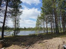 Tulipaikka lammen rannalla