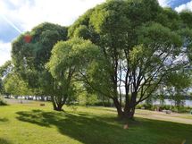 Puisto