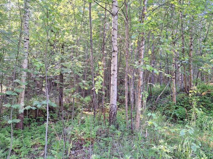 Tontti, 12,51 ha, Simpele - Näkymä 3