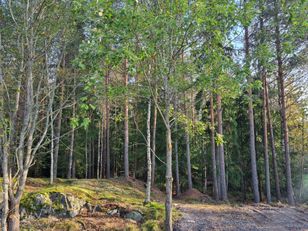 Kohdekuva
