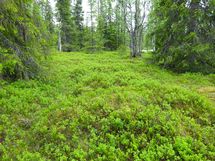 Sodankylä, Luosto Orresokka