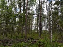 Sievi, Iso-Juurikkajärvi, Juurikkajärventie