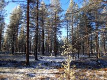 Savukoski, Pykäläinen-Kuttusoja, Kemijoki, Kuttusojantie