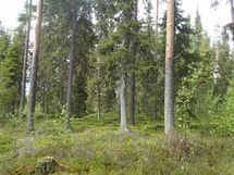 Pello, Miekojärvi, Karhumaan ranta-asemakaava