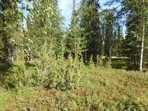 Sodankylä, Luosto