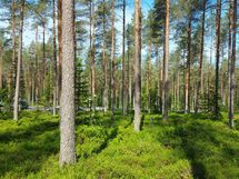 Kannus, Lehtoranta Niemeläntie