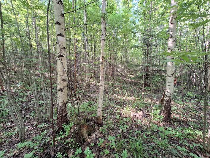 Tontti, 12,51 ha, Simpele - Näkymä 4