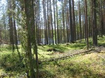 Suomussalmi, Kaunisniemi-Merkkivirta