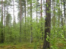 Pello, Miekojärvi, Karhumaan ranta-asemakaava