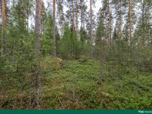 kuva 6 rannalta keskelle tonttia