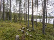 Rovaniemi-Venejärvi