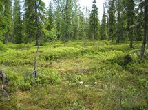 Sodankylä, Luosto