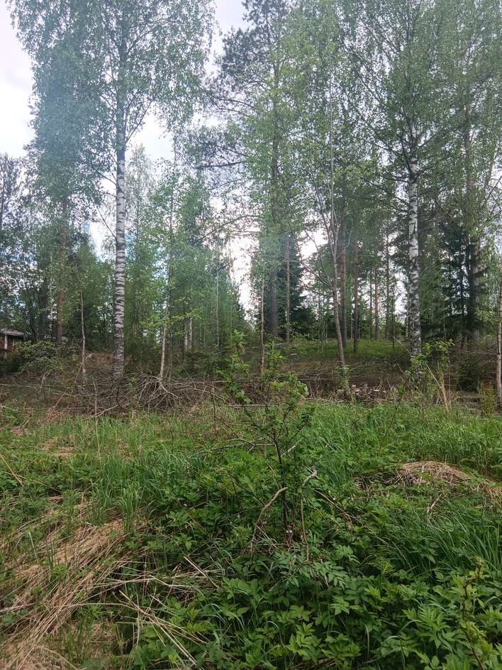 Tontti, 1,30 ha, Löytö - Näkymä 3