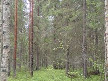 Pello, Miekojärvi, Karhumaan ranta-asemakaava