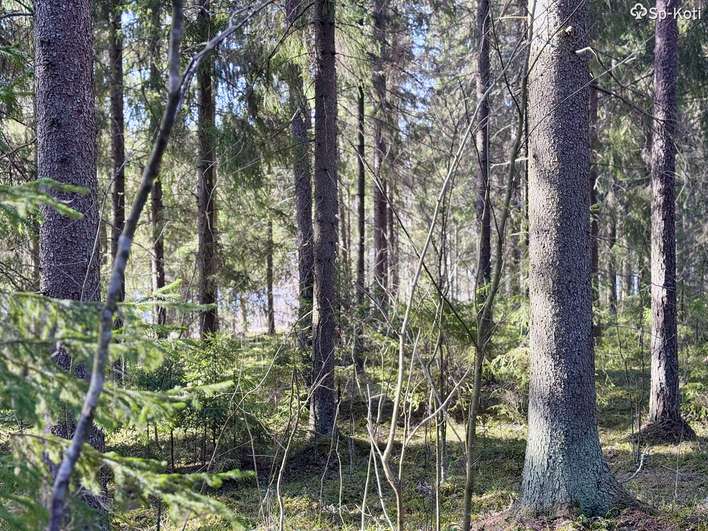 Kohdekuva