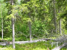Sodankylä, Luosto