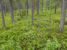 Sodankylä, Luosto Orresokka
