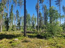 Sotkamo, Pieni-Kiimanen, Kaitainsami