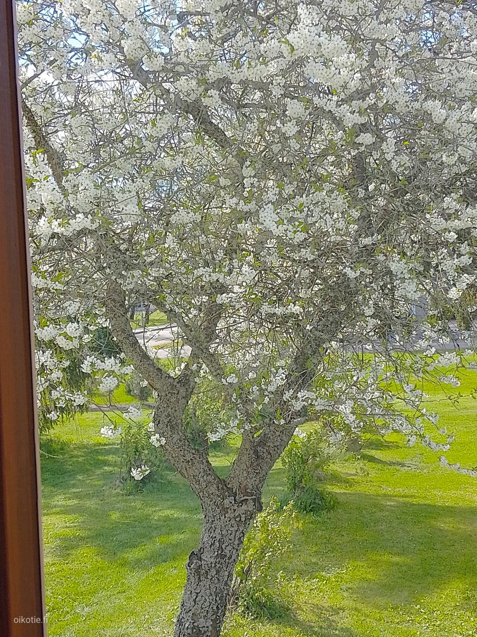 Kohdekuva