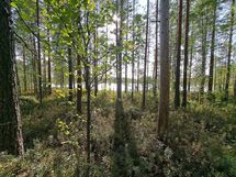 Ilomantsi, Kontiolampi