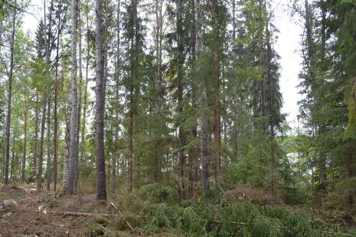 Tontti, 5 750 m², Längelmäki - Näkymä 3