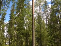Kuhmo, Juortananjärvi, Vartius, Matinjoentie