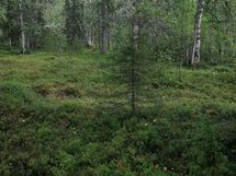 Tonttien maastokuvaa