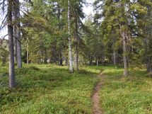 Sodankylä, Luosto
