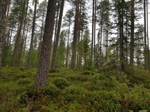 Kuhmo, Iivantiira, Moisiovaarantie 