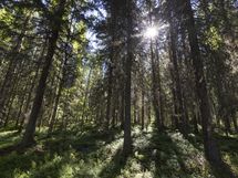Kuhmo, Iivantiira, Saarensalmentie 